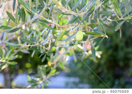 爽やか色づくオリーブの実 98070889
