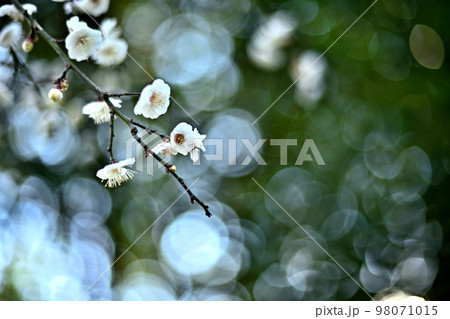 初春、梅の花咲く 98071015