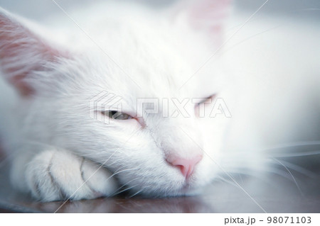 Tired cat Tired cat 98071103