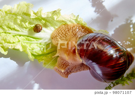 Two snails Two snails 98071107