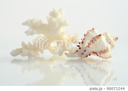 Coral & shell 98071244