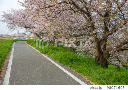 梅ノ木古凍貯水池周囲の桜　春の風景　川島町　　 98071603