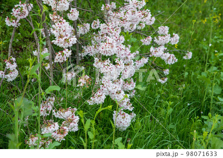 梅ノ木古凍貯水池周囲の桜 春の風景 川島町 梅ノ木古凍貯水池周囲の桜 春の風景 川島町 98071633