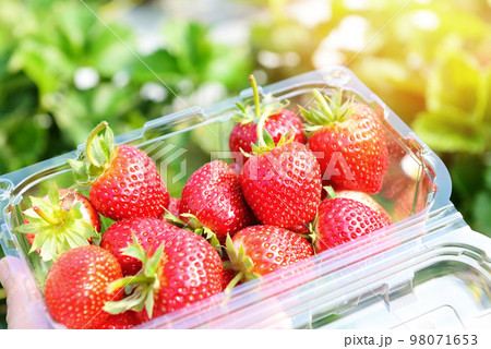 strawberry plant farm, fresh ripe strawberry field for harvest strawberries picking on plastic box in the garden fruit collected strawberry in summer strawberry plant farm, fresh ripe strawberry field for harvest strawberries picking on plastic box in the garden fruit collected strawberry in summer 98071653