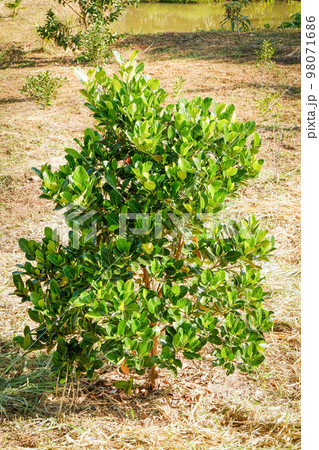 Jackfruit tree in orchard.Jackfruit tree plant in the garden farm Jackfruit tree in orchard.Jackfruit tree plant in the garden farm 98071686