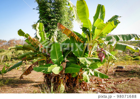 banana tree in the summer, raw banana flower - green banana fruit in the garden banana tree in the summer, raw banana flower - green banana fruit in the garden 98071688