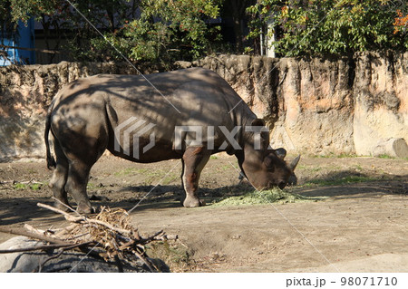大阪天王寺動物園のヒガシクロサイ 大阪天王寺動物園のヒガシクロサイ 98071710