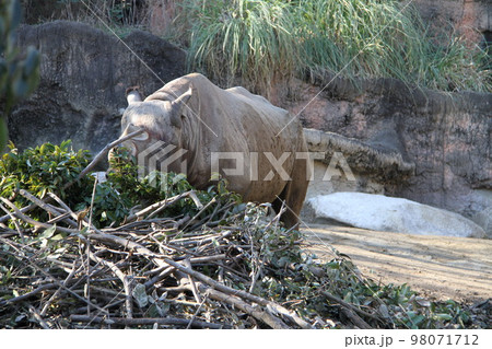 大阪天王寺動物園のヒガシクロサイ 98071712