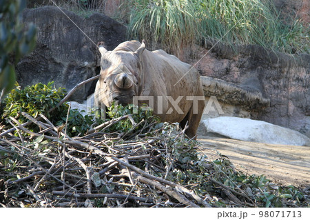 大阪天王寺動物園のヒガシクロサイ 98071713