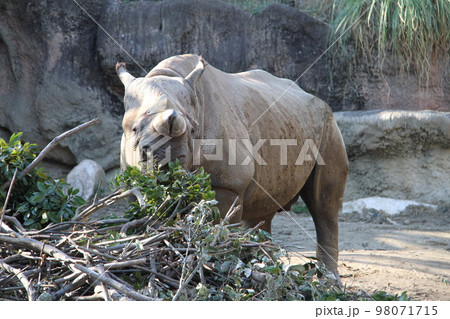 大阪天王寺動物園のヒガシクロサイ 大阪天王寺動物園のヒガシクロサイ 98071715