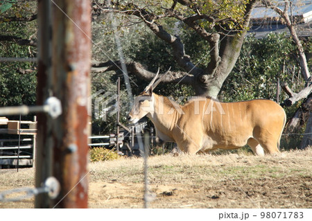 大阪天王寺動物園のエランド 98071783