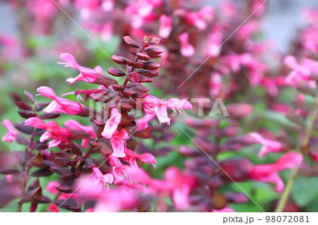 赤紫色のサルビアの花 赤紫色のサルビアの花 98072081