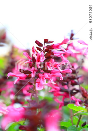 赤紫色のサルビアの花 赤紫色のサルビアの花 98072084