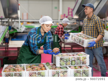 Woman holding mango during sorting to crates and checking quality at warehouse on factory 98072091