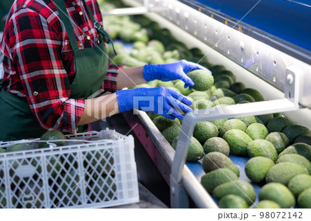Fresh appetizing avocado running on rolling conveyor of production line 98072142