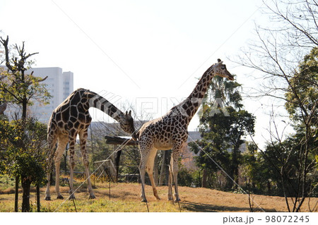 大阪天王寺動物園のキリンの親子 大阪天王寺動物園のキリンの親子 98072245