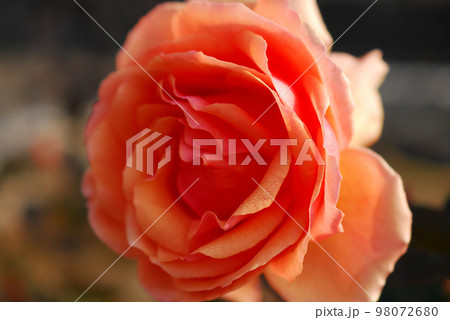 ピンクの薔薇 ピンクの薔薇 98072680