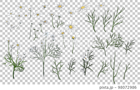 波斯菊素材(可自行拼組) 波斯菊素材(可自行拼組) 98072986