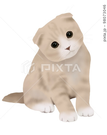スコティッシュフォールドの仔猫 98073046