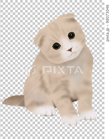 蘇格蘭折小貓 98073046