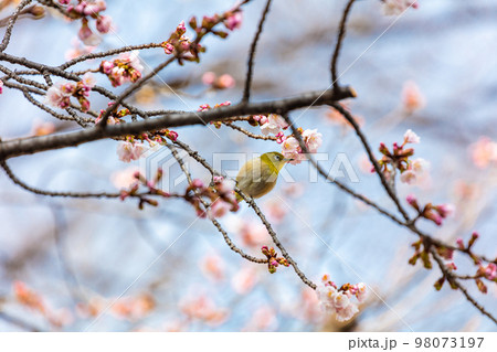 安行桜とメジロ 98073197