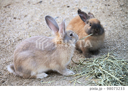 干し草を食べる仔ウサギたち 干し草を食べる仔ウサギたち 98073233