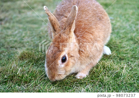 餌を探す野兎 98073237
