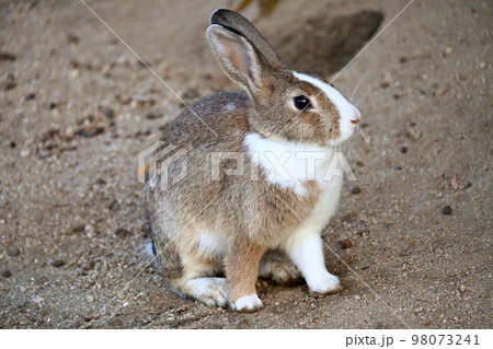 お座り野ウサギ 98073241