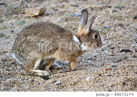 駆け出すうさぎ　横 98073274