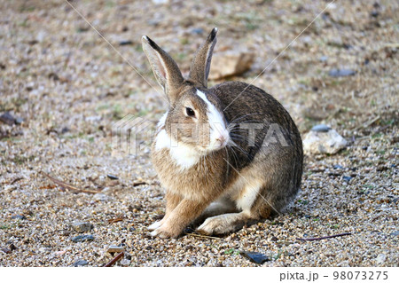 振り返るうさぎ 98073275