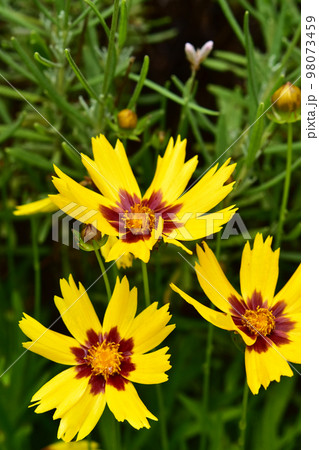 花壇のコレオプシス 98073459