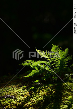 苔とシダ 98073482
