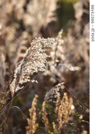 晩秋の朝のすすき 98073486