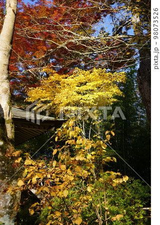 世界遺産中尊寺 大長寿院の紅葉 世界遺産中尊寺 大長寿院の紅葉 98073526