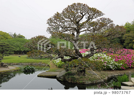 春の岡山後楽園 春の岡山後楽園 98073767