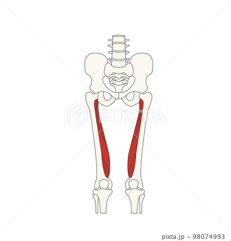 human anatomy drawing_musculus vastus medialis 98074993