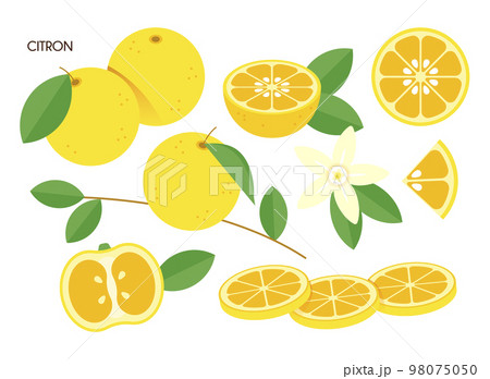 citron vector illustration 98075050