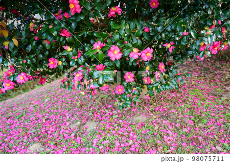 奈良平城宮跡のサザンカの古木（広角レンズ） 98075711