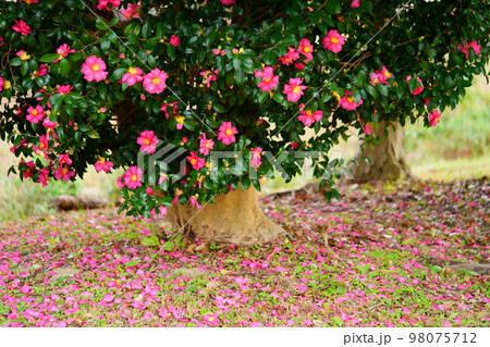 奈良平城宮跡のサザンカの古木(マクロレンズ) 奈良平城宮跡のサザンカの古木(マクロレンズ) 98075712