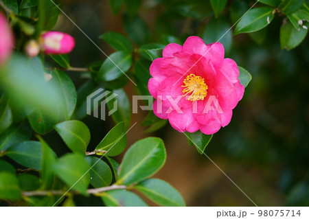 平叙宮跡のサザンカの垣根 98075714