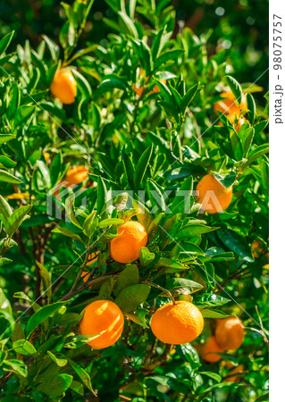 Mikan (Arita City, Wakayama Prefecture) - Stock Photo [98075757