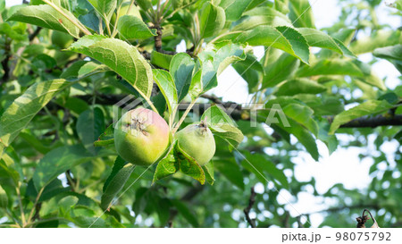 Green apples on a branch surrounded by foliage Green apples on a branch surrounded by foliage 98075792