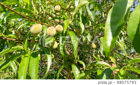 Green apricots on a branch surrounded by foliage. Sunny day, green foliage, close up photo. 98075793