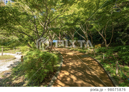清水谷公園　東京都千代田区紀尾井町　夏 98075876