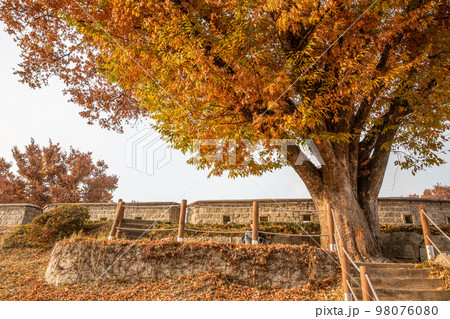 autumn landscape, scenery of Suwon Hwaseong in Korea 98076080