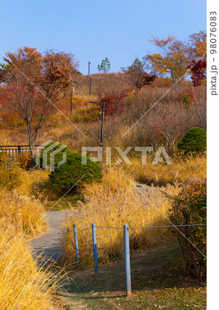 beautiful autumn landscape, scenery with coloful leaves and silver grass in Namsan Park of Korea 98076083