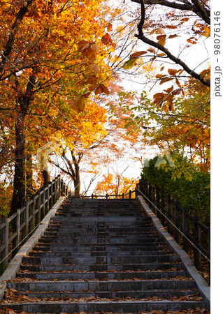 beautiful autumn landscape, scenery with coloful leaves and silver grass in Namsan Park of Korea beautiful autumn landscape, scenery with coloful leaves and silver grass in Namsan Park of Korea 98076146