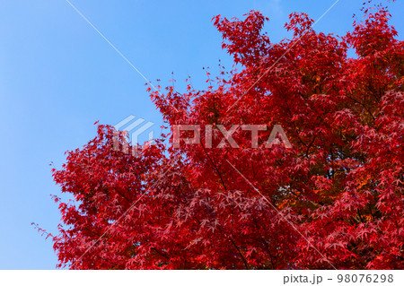 beautiful autumn landscape, scenery with coloful leaves and silver grass in Namsan Park of Korea 98076298