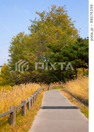 beautiful autumn landscape, scenery with coloful leaves and silver grass in Namsan Park of Korea 98076399