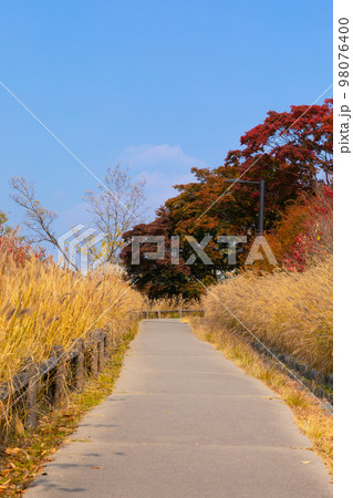 beautiful autumn landscape, scenery with coloful leaves and silver grass in Namsan Park of Korea 98076400